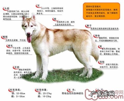 金毛的规范是啥