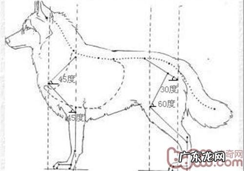 金毛的规范是啥
