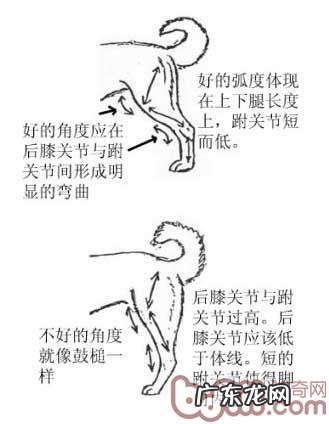 金毛的规范是啥