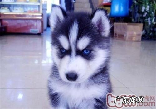 金毛的规范是啥