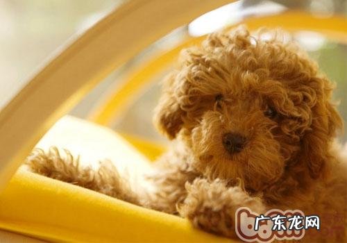 泰迪怎么养最科学研究