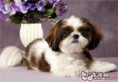 西施犬价格的剖析