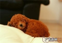 泰迪吃什么最营养成分