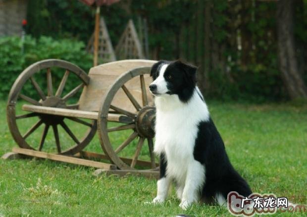 边境牧羊犬的性格介绍