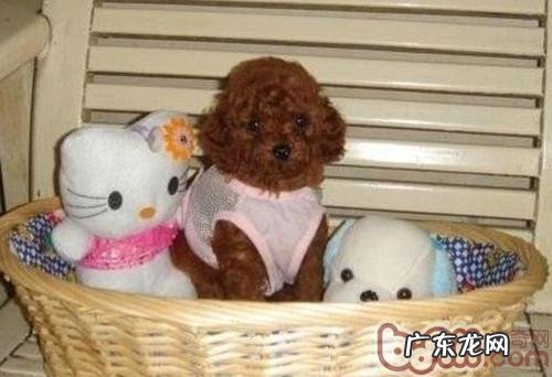 选购泰迪幼犬时的常见问题