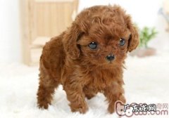 怎样在家里给泰迪美容