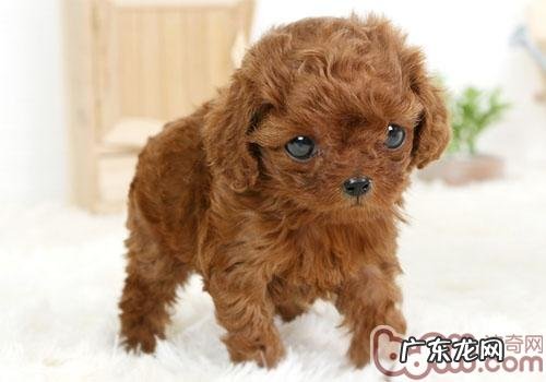 怎样在家里给泰迪美容