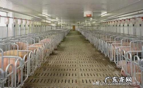 男人不会赚钱怎么办? 今年养猪到底赚不赚钱应不应该听从专家的建议?请分析原因?