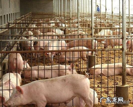 男人不会赚钱怎么办? 今年养猪到底赚不赚钱应不应该听从专家的建议?请分析原因?