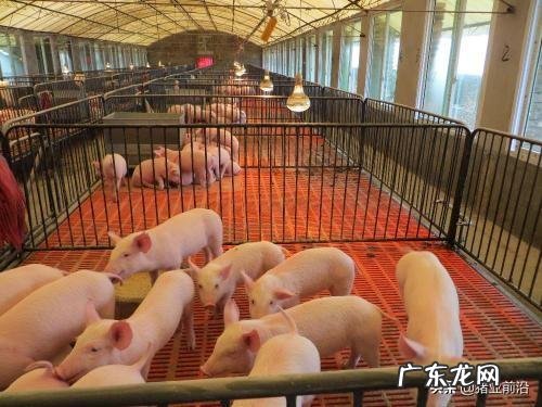 男人不会赚钱怎么办? 今年养猪到底赚不赚钱应不应该听从专家的建议?请分析原因?