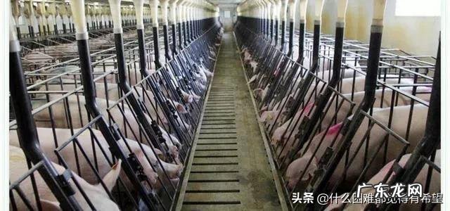 男人不会赚钱怎么办? 今年养猪到底赚不赚钱应不应该听从专家的建议?请分析原因?