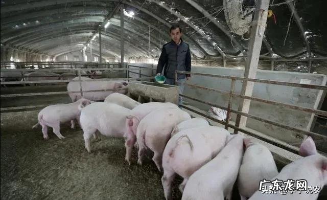 男人不会赚钱怎么办? 今年养猪到底赚不赚钱应不应该听从专家的建议?请分析原因?