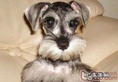 雪纳瑞要多少钱？