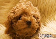 泰迪价格跟哪些相关