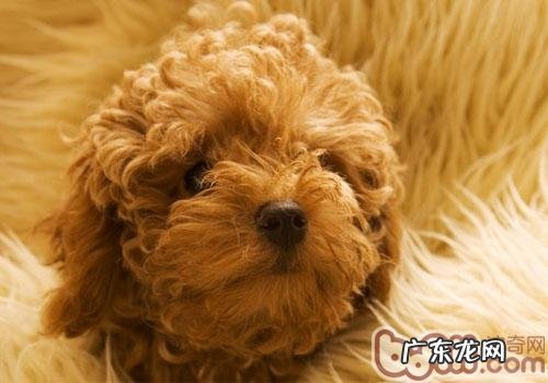 泰迪价格跟哪些相关