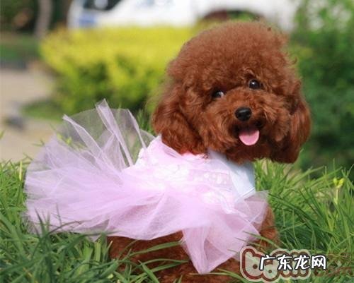 怎样为泰迪犬选择泰迪狗粮