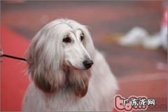 为小狗梳毛也可以改进头发不光滑