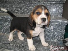 有关动物实验的异议