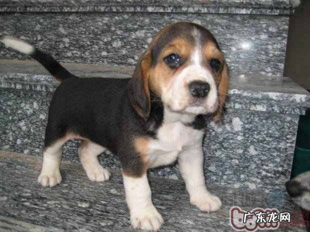 有关动物实验的异议