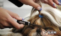 造成 小狗头发不光滑的几个缘故