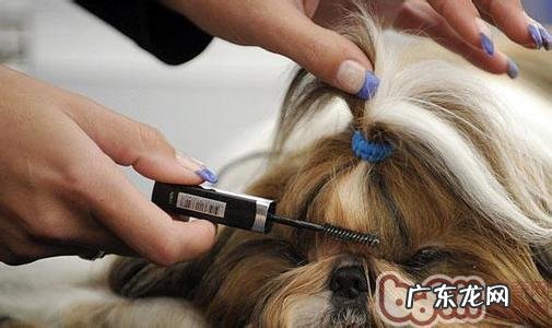 造成 小狗头发不光滑的几个缘故
