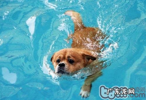 小狗的运动量应当如何选择