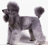 狗狗断尾的几类缘故