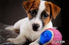 梗类犬种类大揭秘