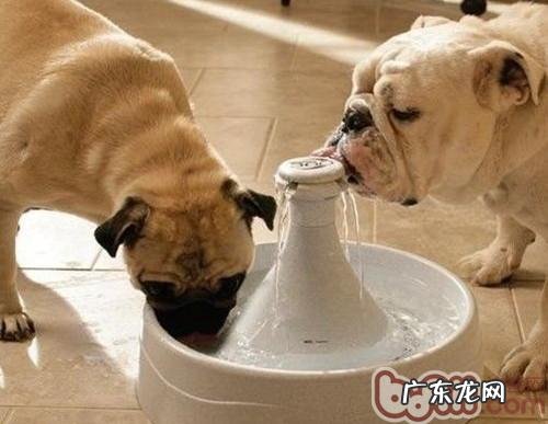 狗狗喝水姿势详细说明