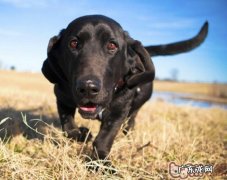 小狗身材削瘦主人家该怎么做