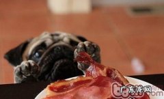 逢年过节期内别给你的小狗吃多了