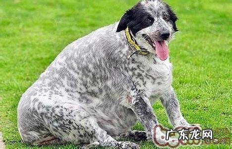 普遍的小狗减肥的方法