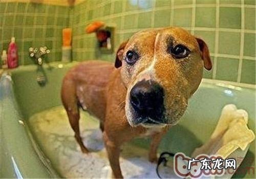 如何狗狗洗澡？