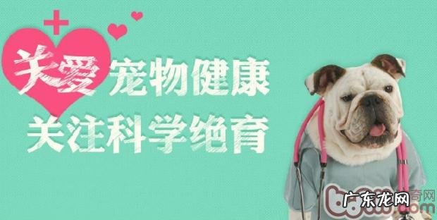 给狗狗绝育实际意义