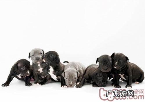 给狗狗绝育实际意义