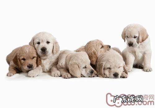 如何区分狗狗种类