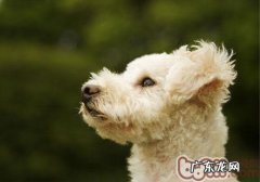 怎样维持小狗双眼的身心健康