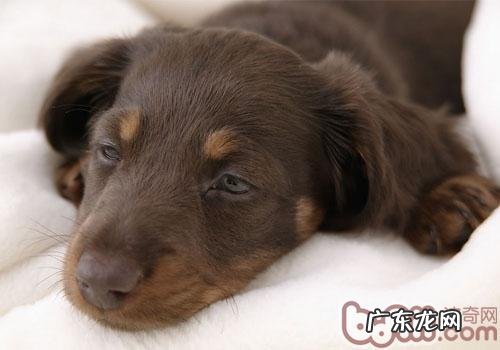 如何防止幼狗跳到主人家床边去