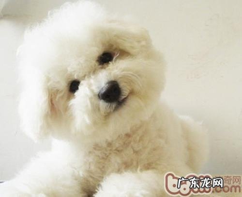 宠物狗保养基本新项目注意事项