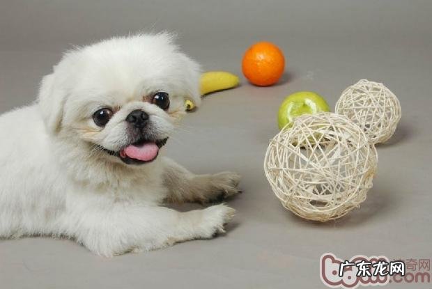 宠物用品店狗狗寄养攻略大全