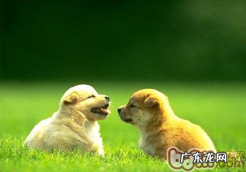 选择小狗必须考虑到的八个要素