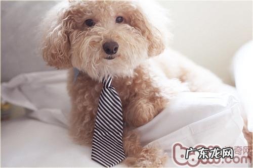 收养小动物的常见问题