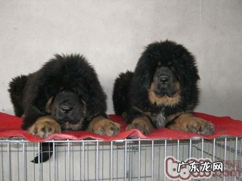 收养小动物的常见问题