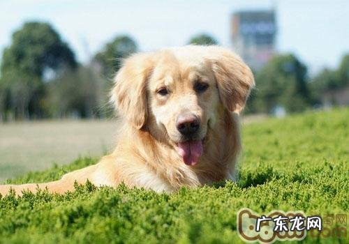 分辨狗的年龄的四个关键环节