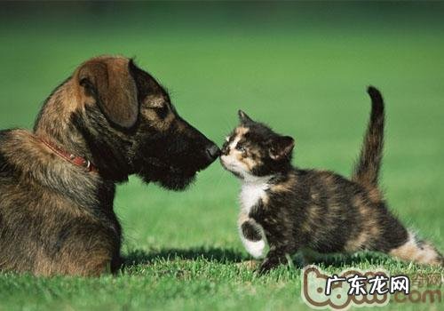 小宠物误吞有害物质的抢救