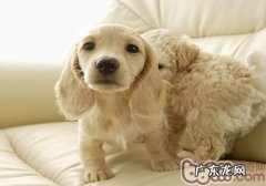 小狗为什么喜欢相互之间闻屁股