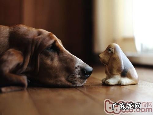 小狗性情培养的关键要素