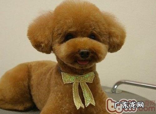 哪些的小狗适合做造型设计