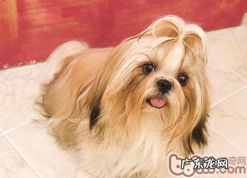 小狗也可以从视觉效果分辨事情