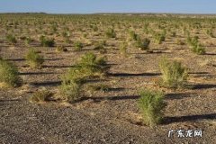 蚂蚁森林有什么用？什么是蚂蚁森林？